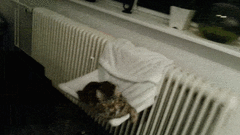 Котэ зевнул