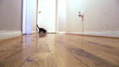 Котодрифт