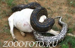 Анаконда и корова)