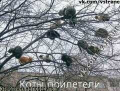 q0MLIimDPHY