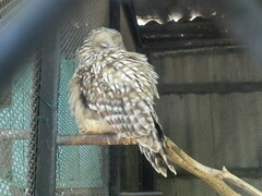 zoo
