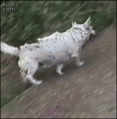собака