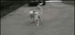 собака4