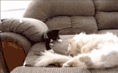 кот