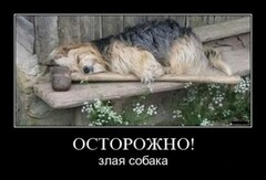 собака