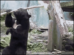 Kung Fu bear