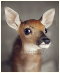 bright eyes