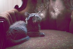=^.^=