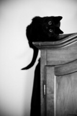 котя