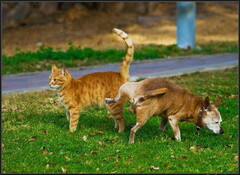 Dog Vs Cat