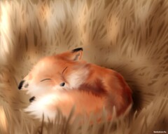 77676156 BankoboevRu lisichka svernulas klubochkom