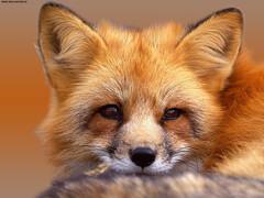 67492905 1291579524 Lis