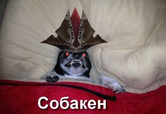 СобакаЗакен
