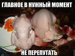xczxczxc