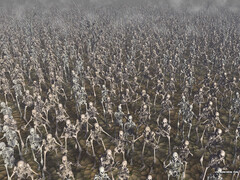 horde