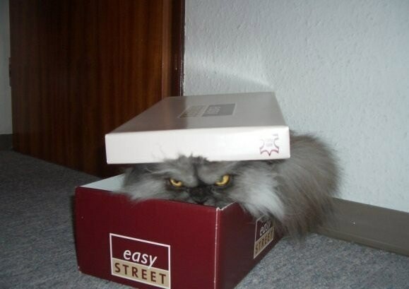 Elite kitties