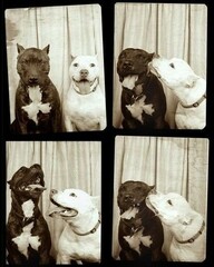 1274775983 dogslovepitbullsdogkissanimal 573abe900ad1880f861cdd44e63711fa H