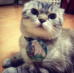 Суровый коте