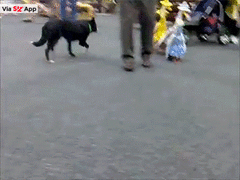 На бал. Срочно на бал...