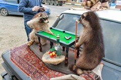 Просто Еноты бухают и пьют водку)
