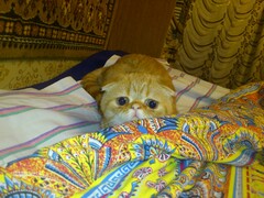 Котенька Играет