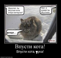 впусти кота