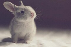 QQ