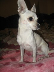 Моя собака.