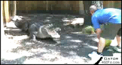 Alligator chomps watermelon