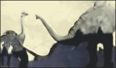 Elephant strangles ostrich