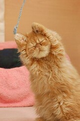 Няшечка :3
