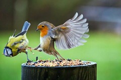 This Is Spartaaa!