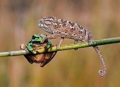 Молчание - золото