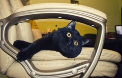 Кот Ашот