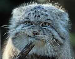 хм