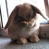 BadBunny