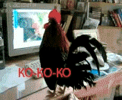 giphy.gif.3c5b092d95ea80e3b5aecd7cfce444c2.gif