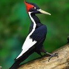 Dolbilo