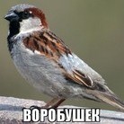 Воробушек
