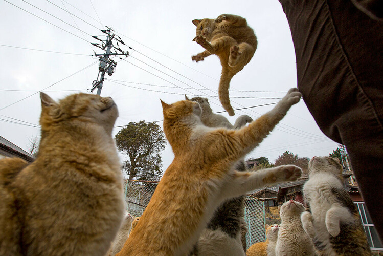 aoshima-cat-island-japan-2.jpg