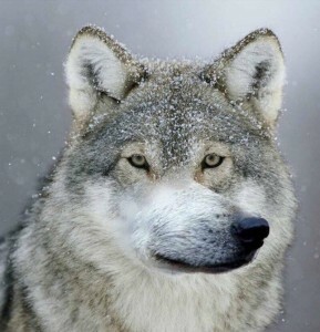 a5365dfac79e08ce52538cfcb9124d3f.jpg.2aa9222b970f5a627e90fbf270af4680.jpg