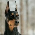 zDOBERMANNz