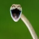 Ellopuki