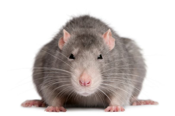 image.thumb.png.f3f18cdd32f15c15863b2f3f683fb71b.png