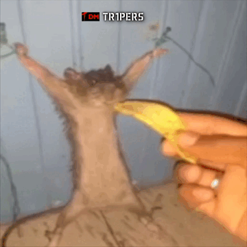 Tripers.gif.51b67b99043fffdff4e99cc05216a334.gif