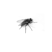 ЯВаня