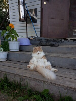 коте1.jpg