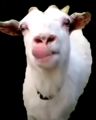image.thumb.png.6ead9cc326bf6ae1fa3bb298bf465635.png