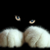 Gato