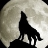 Fox1Moon